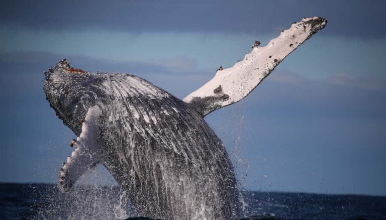 Sydney: 2.5-Hour Discovery Whale Watching Tour by Catamaran - Price & Value