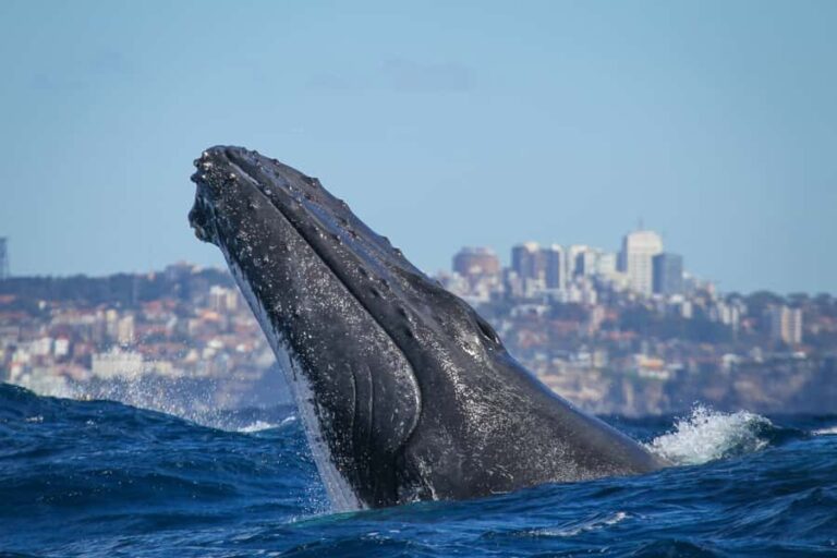 Sydney: 2-hour Express Whale Watching Cruise - The Itinerary and Experience Breakdown