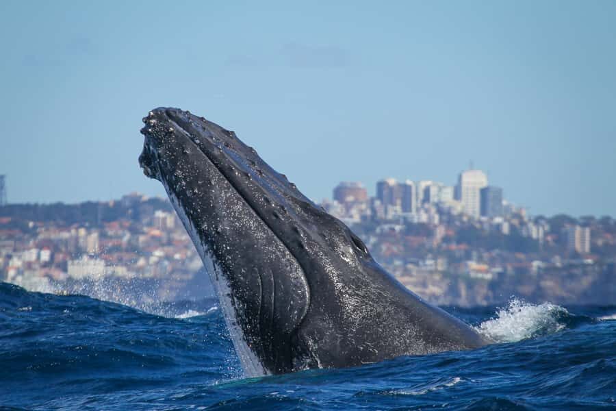 Sydney: 2-hour Express Whale Watching Cruise - The Itinerary and Experience Breakdown