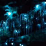 Sydney: Blue Mountains Glow Worms Wild Adventure by Night - What the Reviews Say
