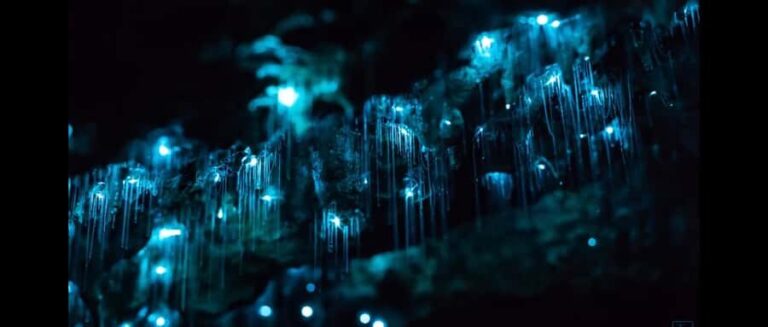 Sydney: Blue Mountains Glow Worms Wild Adventure by Night - What the Reviews Say
