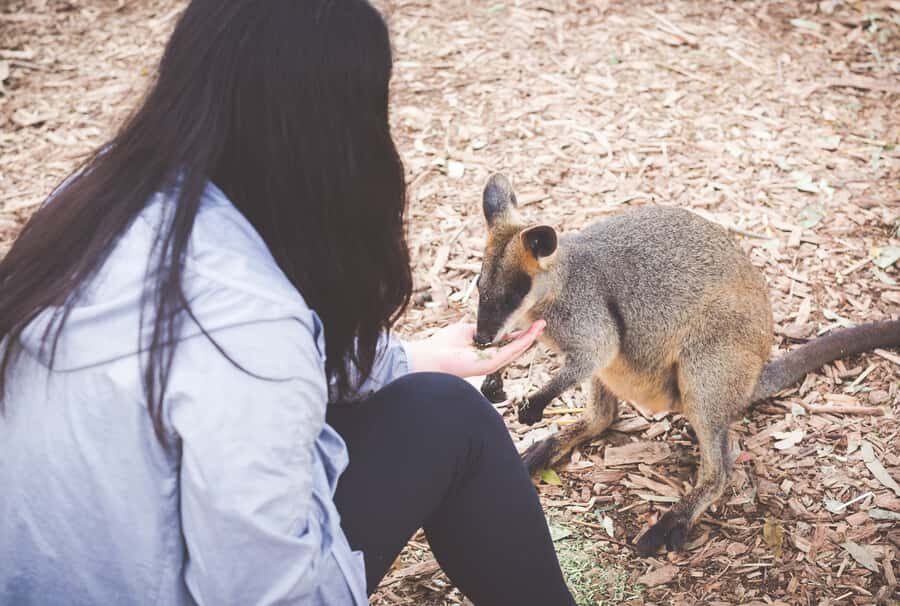 Sydney: Blue Mountains Wildlife & Bushwalk Small-Group Tour - Who is This Tour Best Suited For?