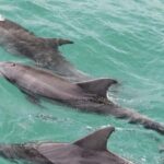 Sydney: Jervis Bay Day Trip with Dolphins, Roos & Beach Time - What You Should Know Before Booking