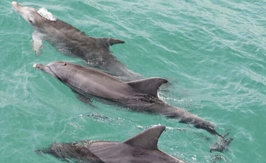 Sydney: Jervis Bay Day Trip with Dolphins, Roos & Beach Time - What You Should Know Before Booking