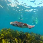 Sydney: Manly and Shelly Beach Snorkeling Tour - The Itinerary in Detail