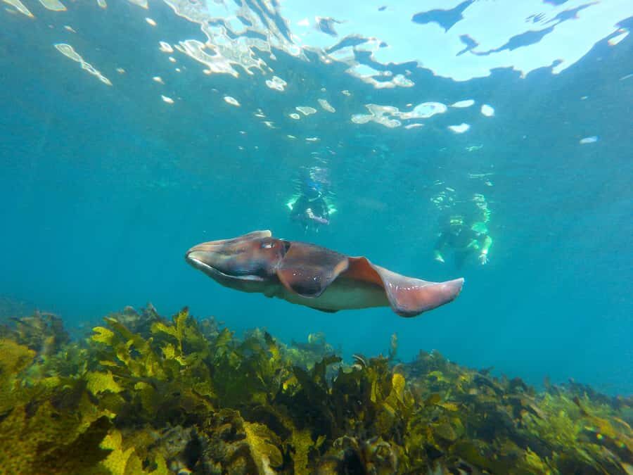 Sydney: Manly and Shelly Beach Snorkeling Tour - The Itinerary in Detail