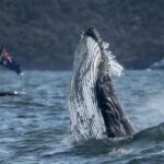 Sydney: Ocean Whale Watching Experience - How the Experience Breaks Down