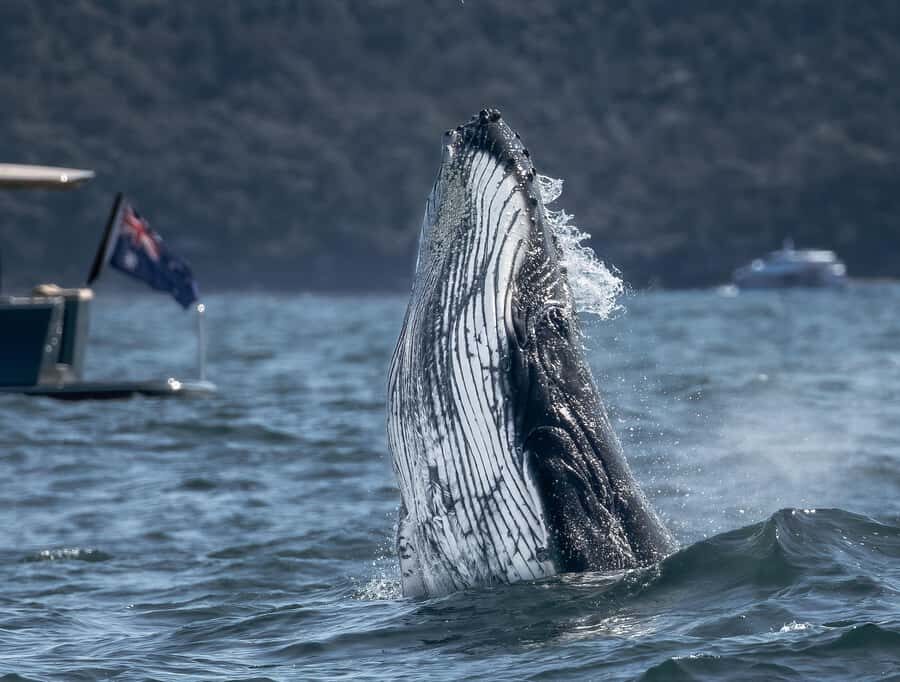 Sydney: Ocean Whale Watching Experience - How the Experience Breaks Down