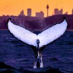 Sydney: Scenic Whale Watching Cruise - Whales Guaranteed - Who Would Love This Tour?