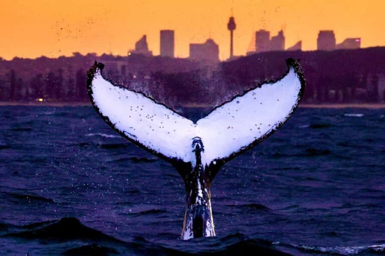 Sydney: Scenic Whale Watching Cruise - Whales Guaranteed - Who Would Love This Tour?