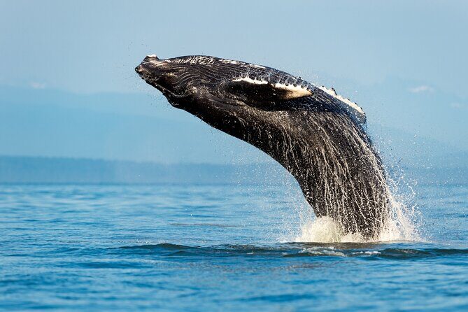 Sydney Whale Watching Adventure Cruise - Is It Worth the Price?