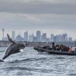 Sydney Whale-Watching by Speed Boat - Who Should Consider This Tour?