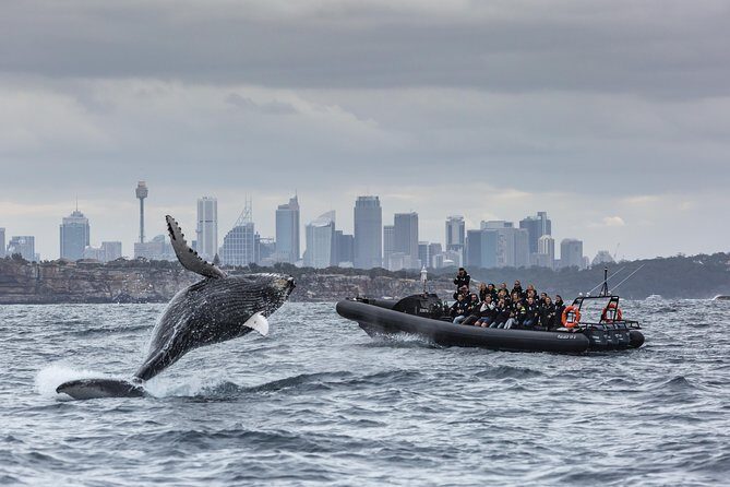 Sydney Whale-Watching by Speed Boat - Who Should Consider This Tour?