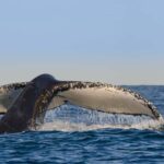 Sydney Whale Watching Cruise with Breakfast or Lunch - The Itinerary in Detail