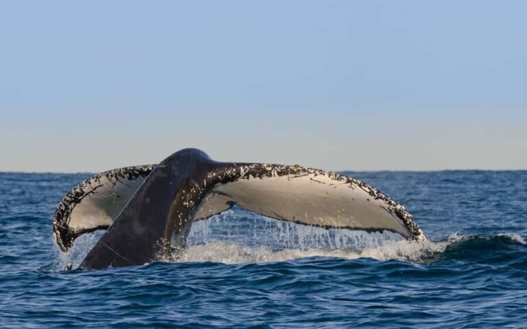 Sydney Whale Watching Cruise with Breakfast or Lunch - The Itinerary in Detail