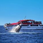 Sydney: Whale Watching & Wildlife Cruise - The Itinerary: What Makes It Special