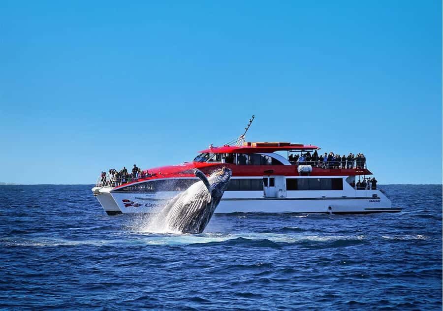 Sydney: Whale Watching & Wildlife Cruise - The Itinerary: What Makes It Special