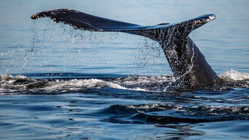 Tadoussac/Charlevoix: 3-Hour Whale Watching Boat Tour - Price and value: what $122 buys you (and what it doesn’t)