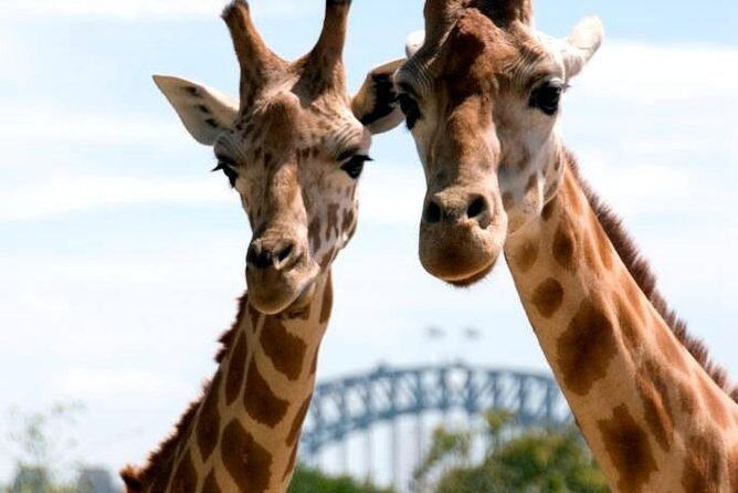 Taronga Zoo Entry & Return Ferry - Sydney Harbour - Arriving at Taronga Zoo