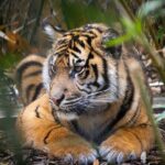 Taronga Zoo Entry & Sydney Harbour 2-Day Hop On Hop Off Cruise - Price and Value Analysis