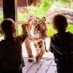 Taronga Zoo + Ferry Return Ticket - Transportation and Schedule: What to Expect