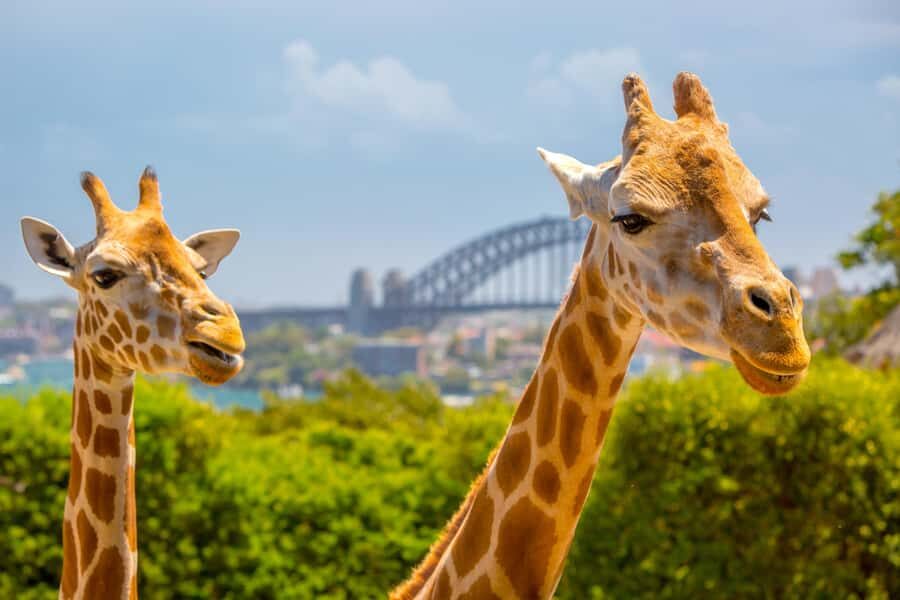 Taronga Zoo Sydney Wild Australia Experience - Practical Details