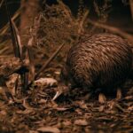 Te Puia: Te P Indigenous Evening Experience Combo - A Deep Dive into What You Can Expect