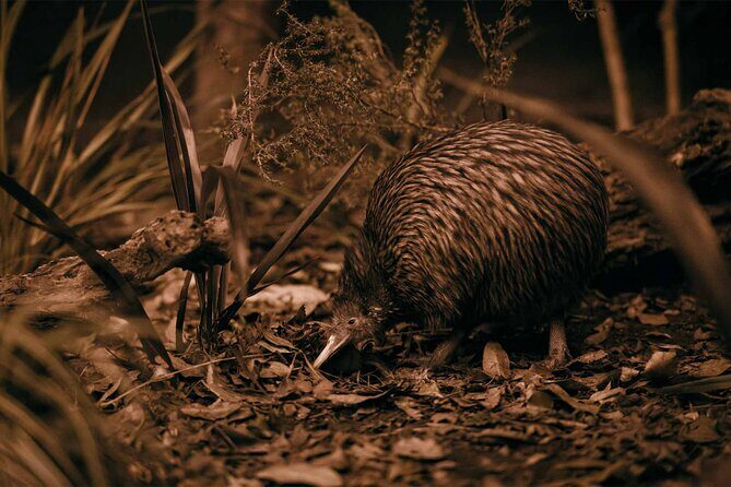 Te Puia: Te P Indigenous Evening Experience Combo - A Deep Dive into What You Can Expect