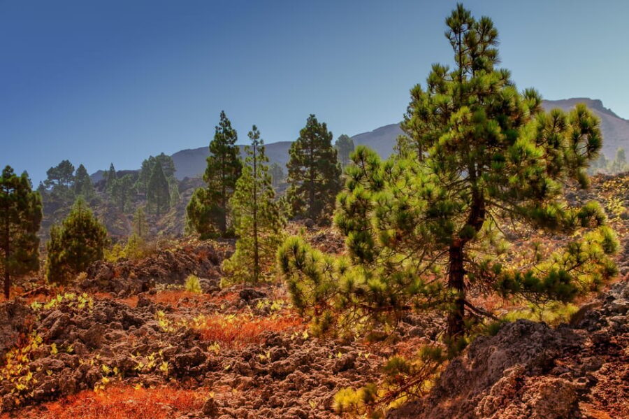 Teide: Guided Sunset & Stargazing Tour by Night with Dinner - 9 hours that actually feel like a full plan