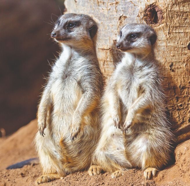 Tenerife: Loro Parque Entry Ticket - Price and Value: Is $52 a Good Deal?