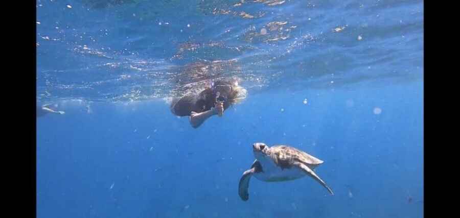 Tenerife Snorkeling boat trip in a Turtle Habitat - Where You Meet: Travel Sub Dive Centre and the Easy Check-In