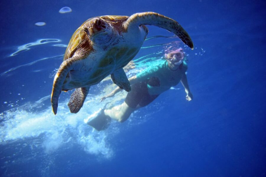 Tenerife: Kayak and Snorkel Tour with Wildlife Encounters - Price and value: what $35 covers and why it feels fair