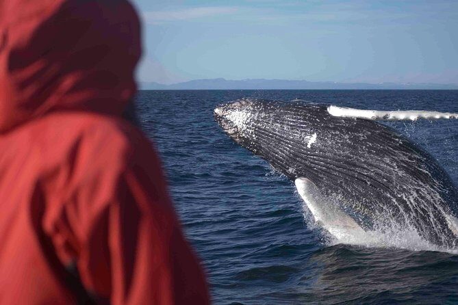 The Original Classic Whale Watching from Reykjavik - The Guide Experience: Knowledge That Elevates the Tour