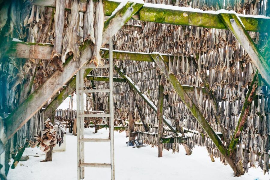 Tromsø: Arctic Fjord Cruise With Stop On Land At Fish Racks - Price and Logistics: How $125 Lines Up for a 4-Hour Route