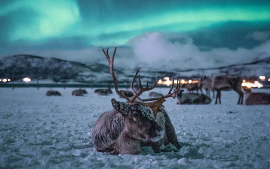 Tromsø: Reindeer Sled, Dinner, and Chance of Northern Lights - Price and What You Really Get for $219