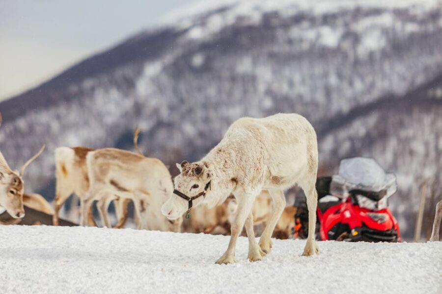 Tromsø: Reindeer Sledding & Feeding with a Sami Guide - Prostneset pickup details: where to stand and how to avoid the icy scramble
