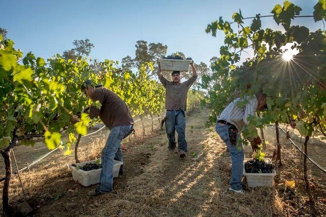 Ultimate Mornington Peninsula Food and Wine Small Group Tour - Practicalities: What to Know Before Booking