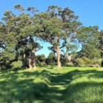 Waiheke Island Bush & Beach Walk - What to Expect from the Experience