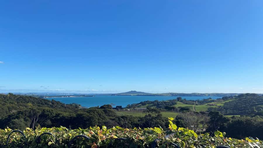 Waiheke Island: The Essence of Waiheke Wine Tour - Who This Tour Is Best For