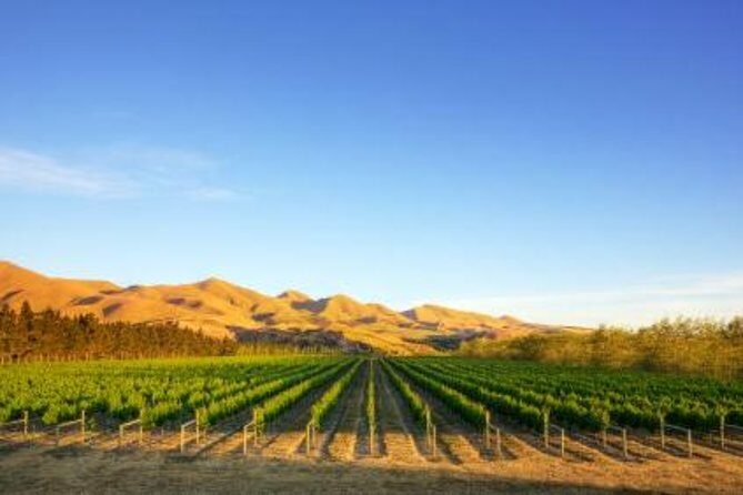 Waipara Wine Tour from Christchurch - including Lunch & Tastings - Is This Tour Right for You?