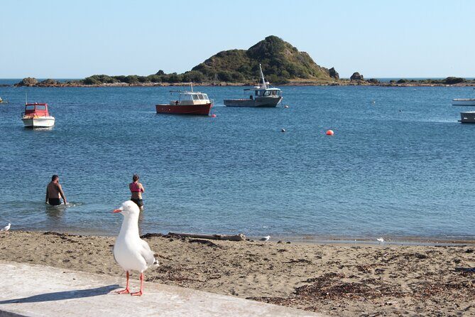 Wellington Scenic Full Day Tour - Who’s This Tour Best For?