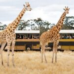 Werribee Open Range Zoo General Admission Ticket - The Safari Experience: What to Expect