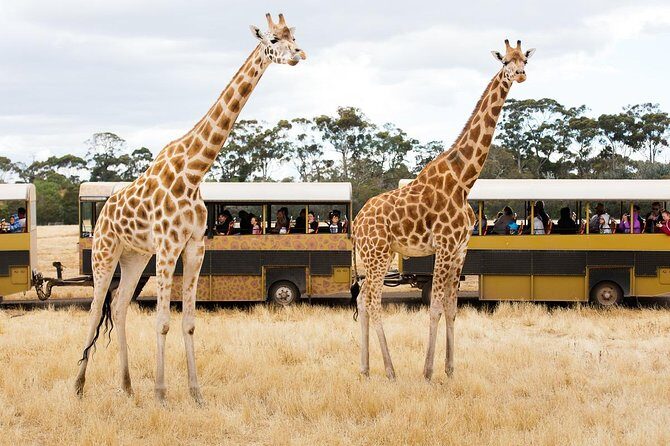 Werribee Open Range Zoo General Admission Ticket - The Safari Experience: What to Expect