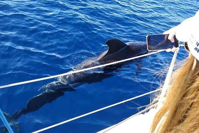 Whale and Dolphin Small Group Sailing from Tenerife South - Group Size and Comfort: Why “Small” Changes Everything