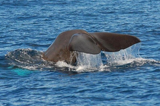 Whale and Dolphin Watching in Calheta, Madeira Island - What Wildlife You Might Actually See