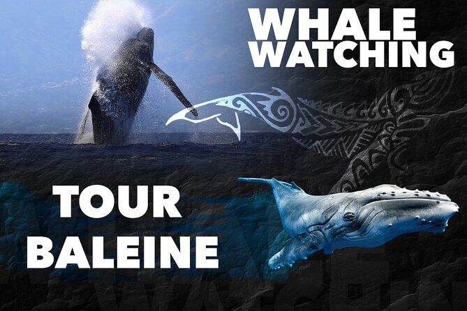 WHALE TOUR - Watching and Swimming with Whales - Final Thoughts: Is This Tour Right for You?