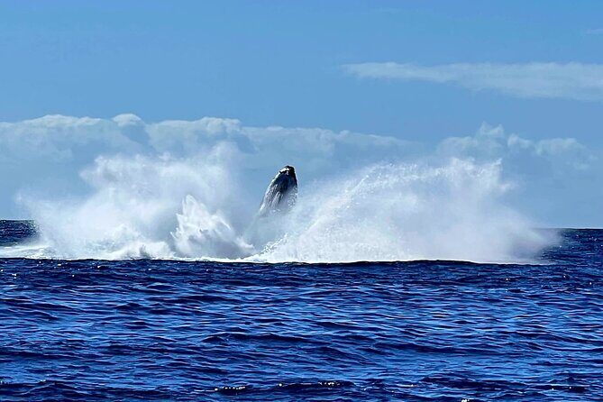 Whale watching and snorkelling in Moorea - Whale Watching and Behavior