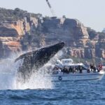 Whale Watching Boat Trip in Sydney - The Experience Onboard