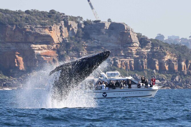 Whale Watching Boat Trip in Sydney - The Experience Onboard