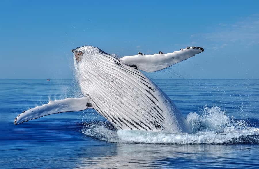 Whale Watching Cruise from Busselton, Augusta or Dunsborough - Who is This Tour Best Suited For?